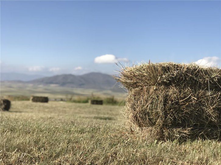 干草飼料進口報關(guān)公司.png